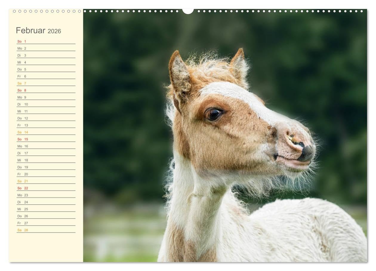 Mit Islandpferden durch das Jahr Geburtstagskalender (Wandkalender 2026 DIN A2 quer), CALVENDO Monatskalender: Islandpferde, Termine, Geburtstage, Events (CALVENDO Tiere)