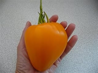 HERITAGE HEIRLOOM HUGE ORANGE STRAWBERRY BULL's HEART OX BEEFSTEAK TOMATO SEEDS. CERTIFIED FRENCH ORGANIC GROWER