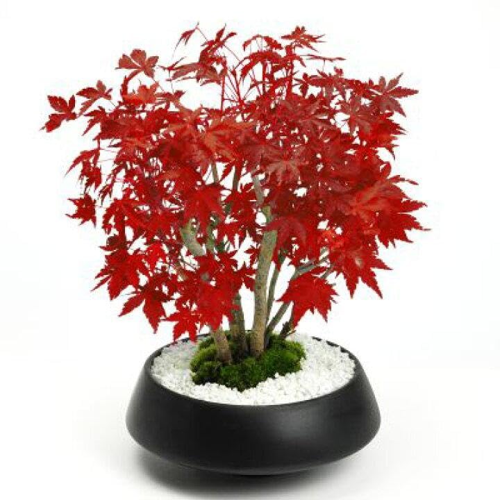 Image of 35 Seeds- Redleaf Maple Acer Tree Seeds - Grow Indoor & Outdoor - All Seasons