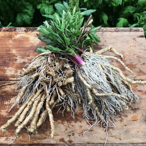 100pcs Fresh White Skirret Plant Seeds