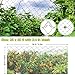 Boknight Bird Netting for Garden, 25 x 50 ft, 2.4 in Square Mesh, Heavy Duty, UV Resistant, Black