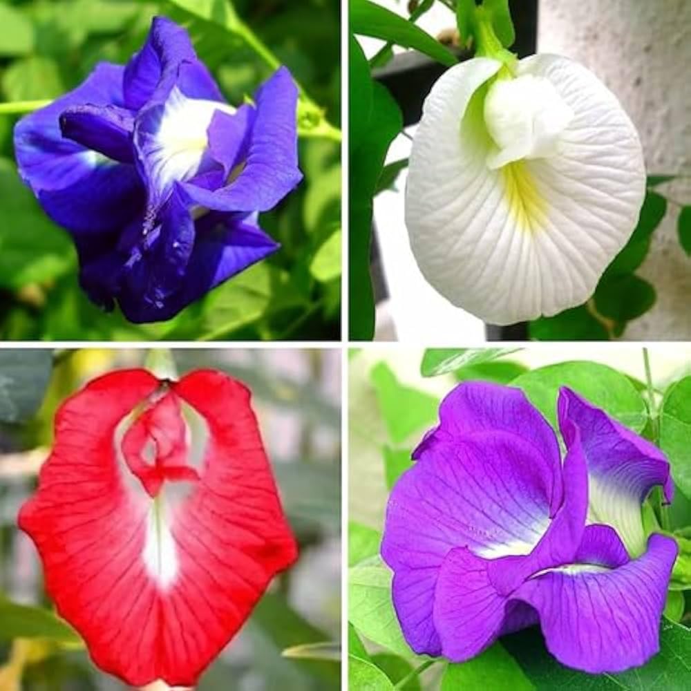 Aparajita seeds mixed color (20 seeds) (B0DBDS5YSQ) Amazon Price History, Amazon Price Tracker