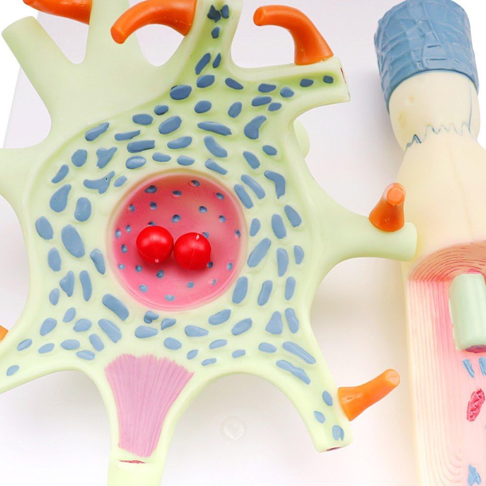 Modèle De Neurone Modèle Anatomique De Neurone Humain pour L'étude en Classe Médicale De Matériel Pédagogique