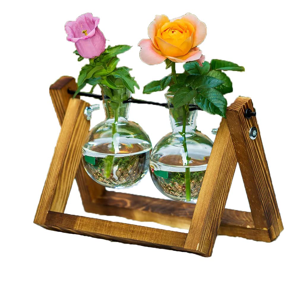 Terrarium pour plantes bouturage facile station hydroponique bois zalati