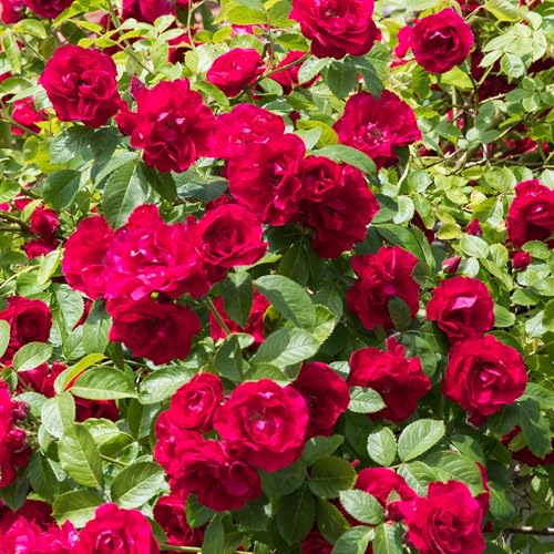 GardenersDream Romantische rote Rosenpflanze – bezaubernder Rosenbaum – winterharter Strauch für draußen mit langlebigen roten Rosen – ideal für Rabatten, Behälter und zum Verschenken