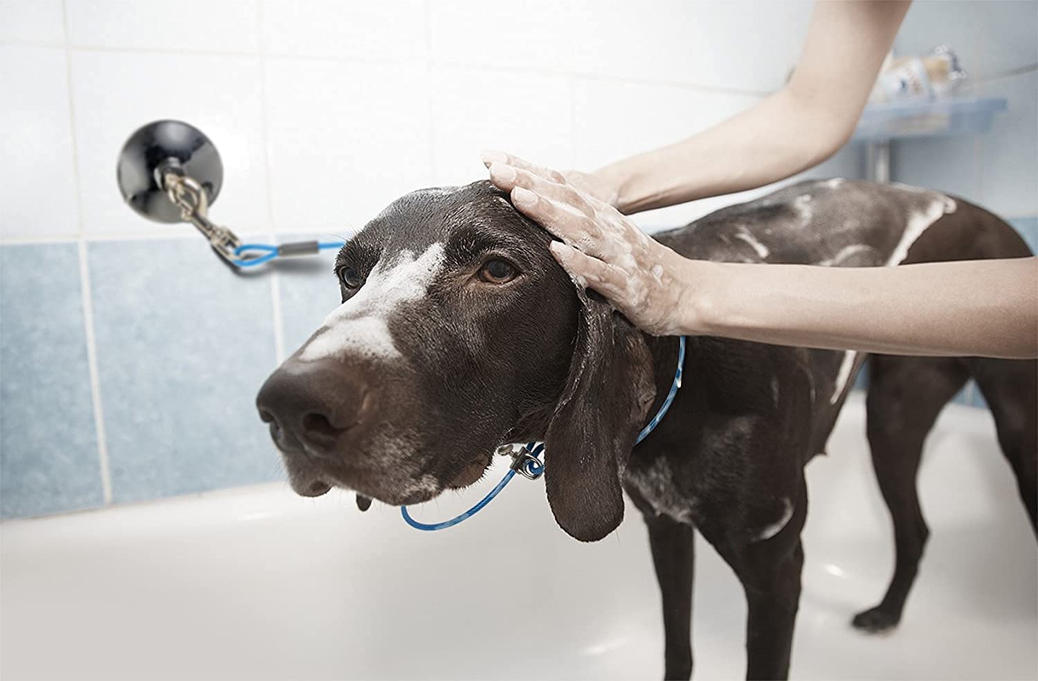 Furzone Hundeleine mit Saugnapf, langlebig, zum Baden, Pflegen, Duschen, blau