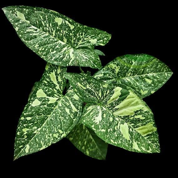 Image of LittleJungle Syngonium Panda Galaxy (very rare) - Healthy Live Plant with White Pot, Air Purifying Plant, Indoor Plants for Living Room, Gifting, Rare Plants, Balcony, Home Decor & Office Desk