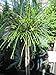 Produktbild Thuja plicata Whipcord - Faden-Lebensbaum - Veredelung auf einen Hochstamm - 80 cm