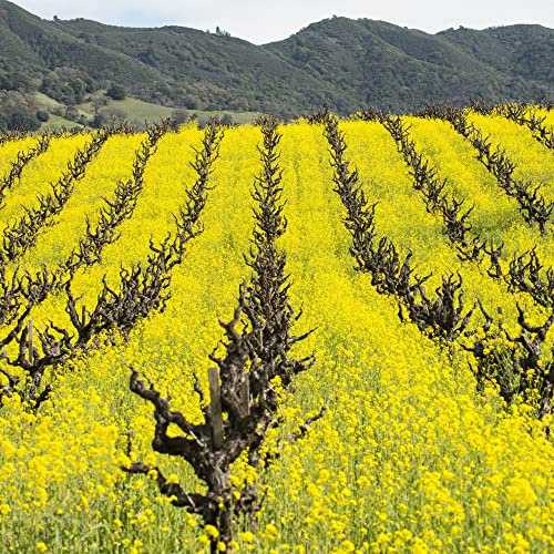 Mustard Cover Crop Seeds for Planting - 4 Oz ~50,000...