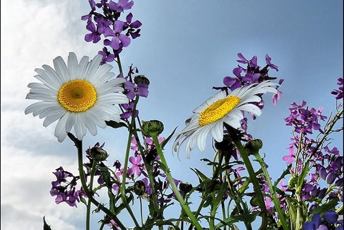 Amazon Co Jp A3 ポスター カモミール花牧草地空夏 壁紙ウォールステッカーポスター A3 4x297mm Diy 工具 ガーデン