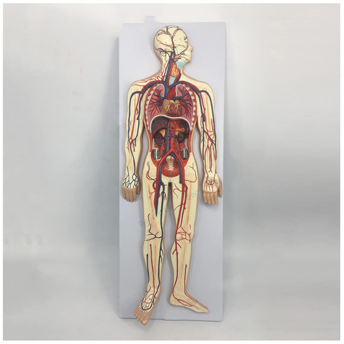 Human Blood Circulatory System Model Visceral Heart Organ Anatomical Model Blood Vessel Arterial Nervous System Anatomical Model Medical Teaching Aids