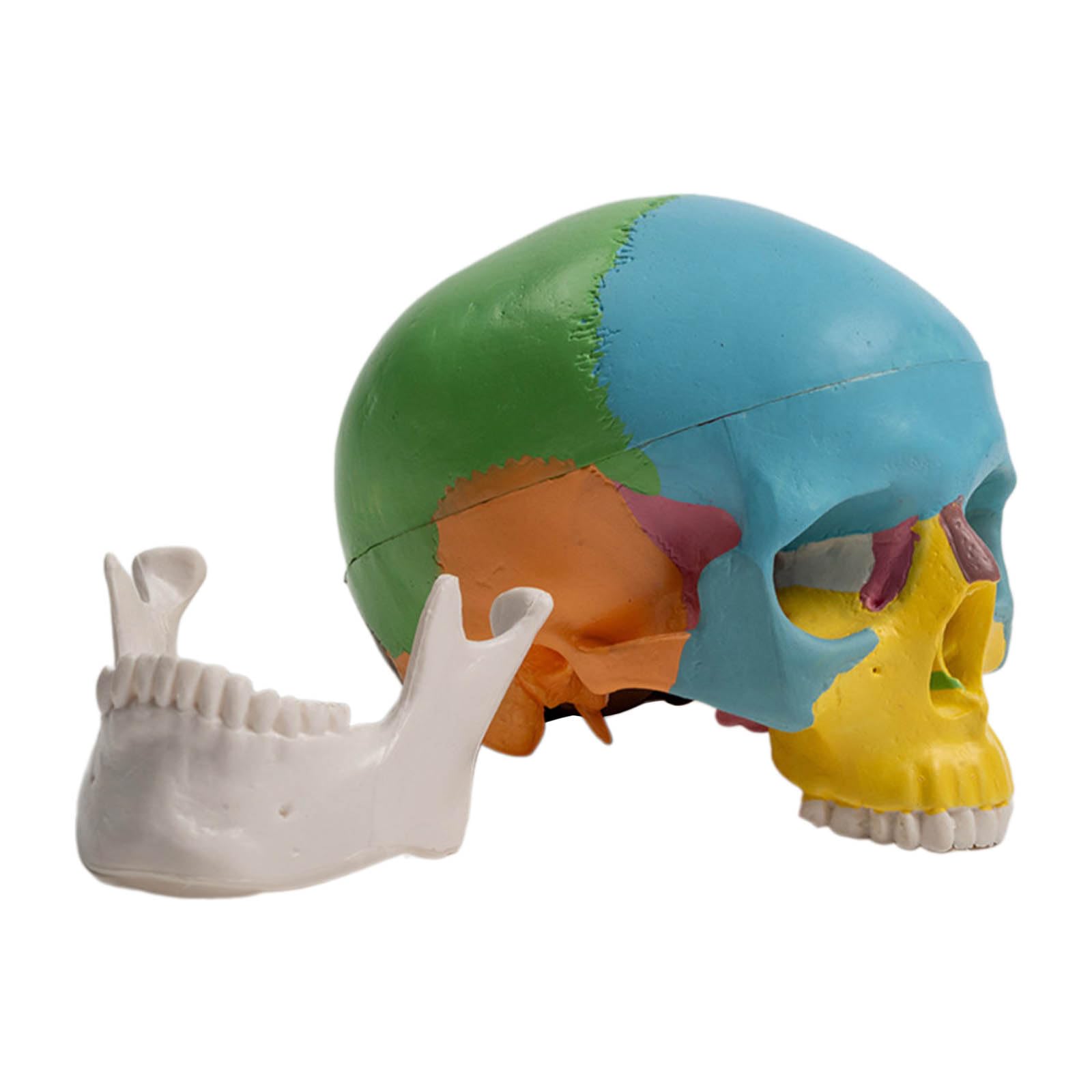 Odłączany, 4D, demontowany, kolorowy model czaszki anatomicznej, narzędzie do nauki anatomii, miniaturowe narzędzie do nauki anatomii narządów ludzkich, anatomiczna czaszka
