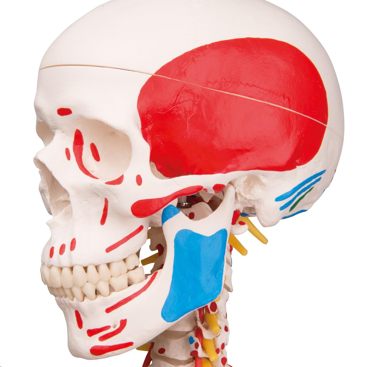 3B Scientific® Menschliches Schädelmodell – Klassisches 3-teiliges lebensgroßes Schädelmodell mit Magnetverbindungen, abnehmbarem Schädeldach & Unterkiefer, + Smart Anatomy App (5 Jahre Garantie)
