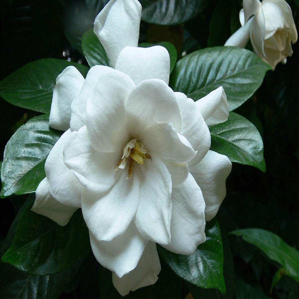 Gardenia Fragrance Oil (8 oz Bottle) for Candle Making, Soap Making, Tart Making, Room Sprays, Lotions, Car Fresheners, Slime, Bath Bombs, Warmers…