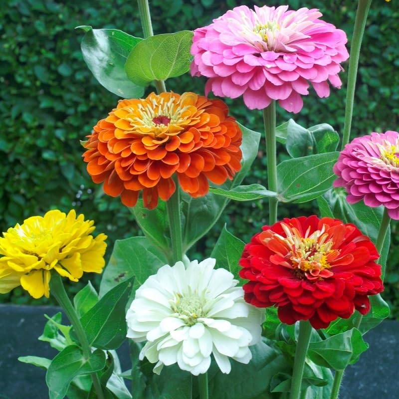 Zinnia Flower Seeds Hybrid Double Flower Seeds Winter Flower Seeds for Gardening 50 Seeds By ZABBUS (Mixed) (B0CJYDGQ9Y) Amazon Price History, Amazon Price Tracker