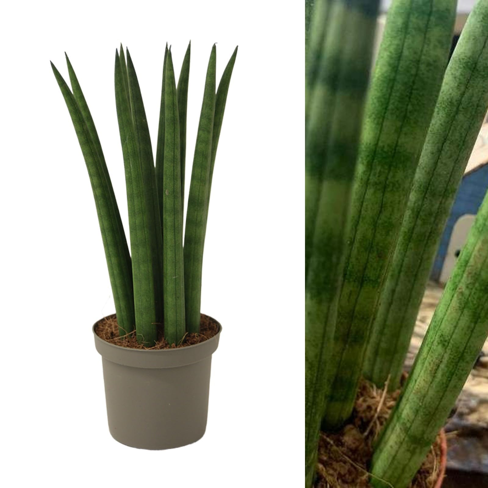 Carbeth Plants Sansevieria cylindrica Straight - Cylindrical Snake Plant