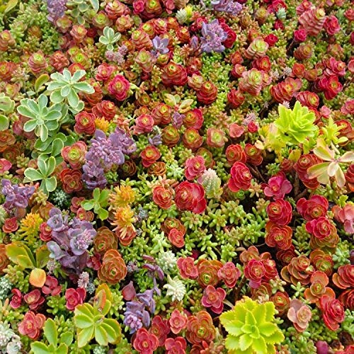 Sedum Mix | 100+ Seeds | Green Roofs Rock Gardens | Same Day Dispatch