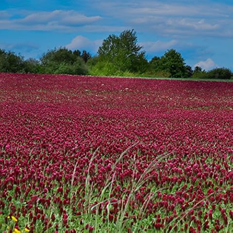 Outsidepride Crimson Clover Seeds - 5 lbs. Annual, Nitrocoated, & Inoculated Ground Cover Seeds, Ideal Clover Seed for Lawn, Cover Crop, Pasture, Hay, Green Manure & Wildlife Forage Cover