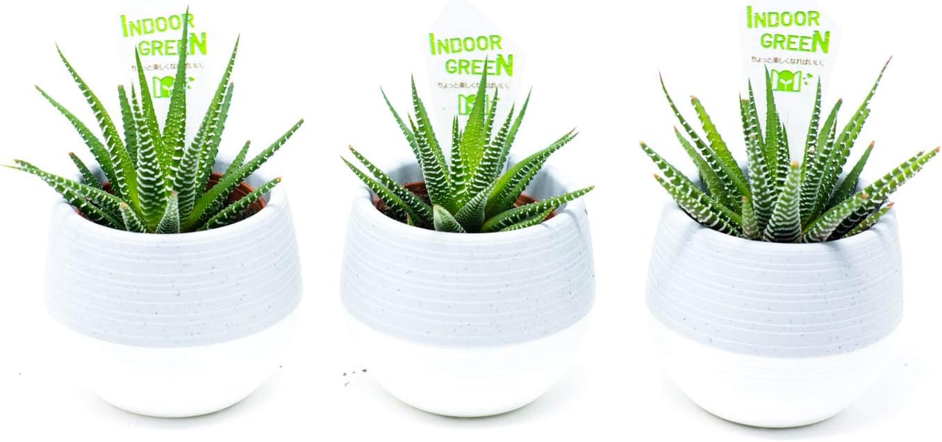 Amazon Co Jp 多肉植物 ハオルチア 十二の巻 ジュウニノマキ 苗物 セット 種類おまかせ 鉢花 鉢物 園芸 誕生日祝い 結婚記念日 引っ越し祝い Primeお急ぎ便 ハオルチア 十二の巻2 5寸3鉢セット Diy 工具 ガーデン Amazon Co Jp 多肉植物 ハオルチア 十二の巻 ジュウニノマキ 苗物 セット 種類おまかせ 鉢花 鉢物 園芸 誕生日祝い 結婚記念日 引っ越し祝い Primeお急ぎ便 ハオルチア 十二の巻2 5寸3鉢セット Diy 工具 ガーデン