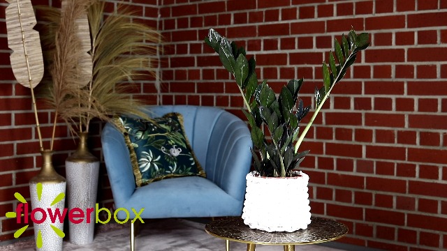 singender kaktus Tanzender und sprechender Kaktus mit Musik und bunten LEDs, wiederaufl –  InnovaGoods Store main image 1