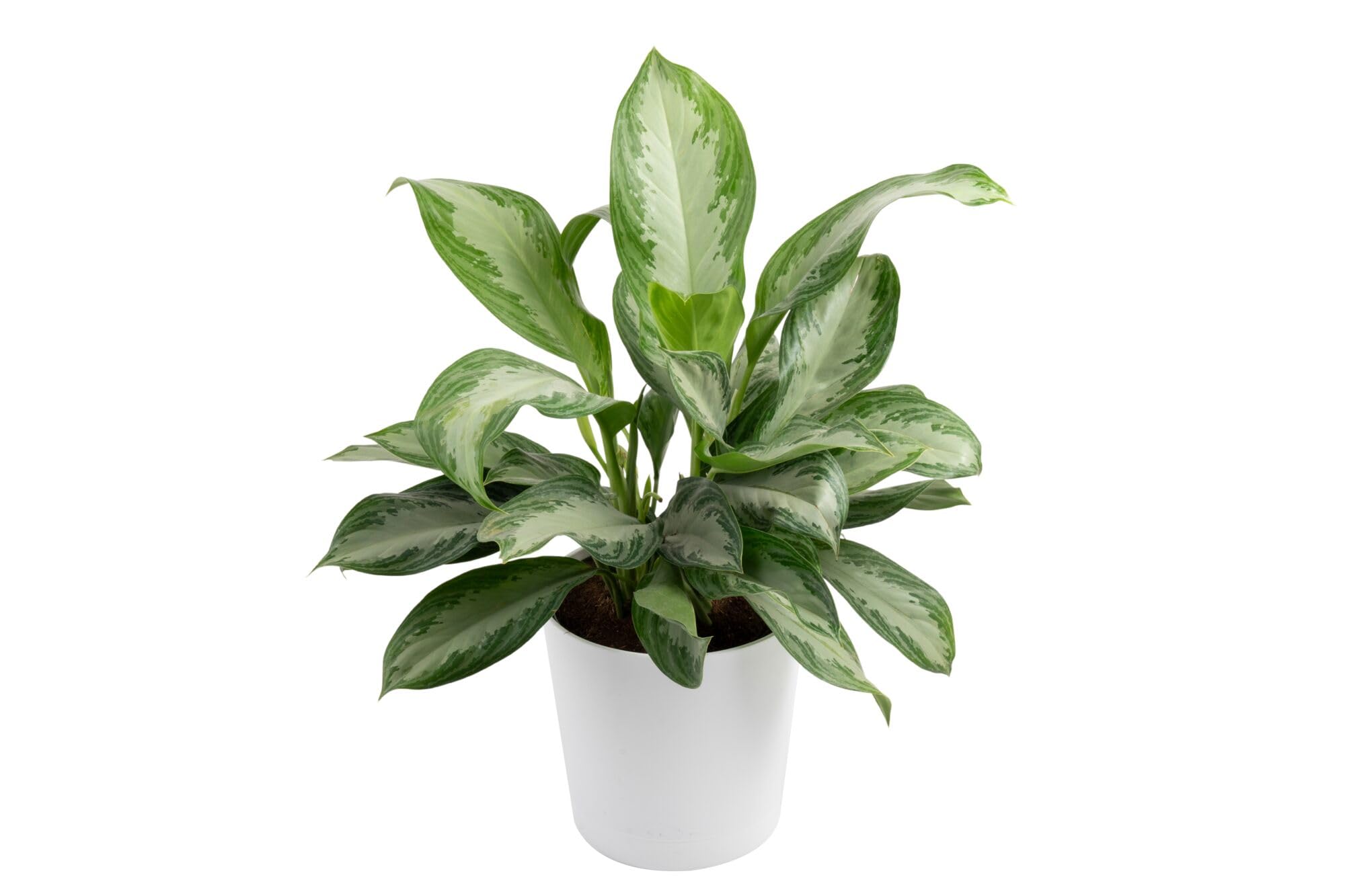 Amazon.com: Costa Farms Chinese Evergreen, Aglaonema Easy To Grow Live  Indoor Plant in Premium Décor Planter Pot, Houseplant in Potting Soil Mix,  Housewarming, Unique Home Décor or Room Decor, 2-3 Feet Tall :