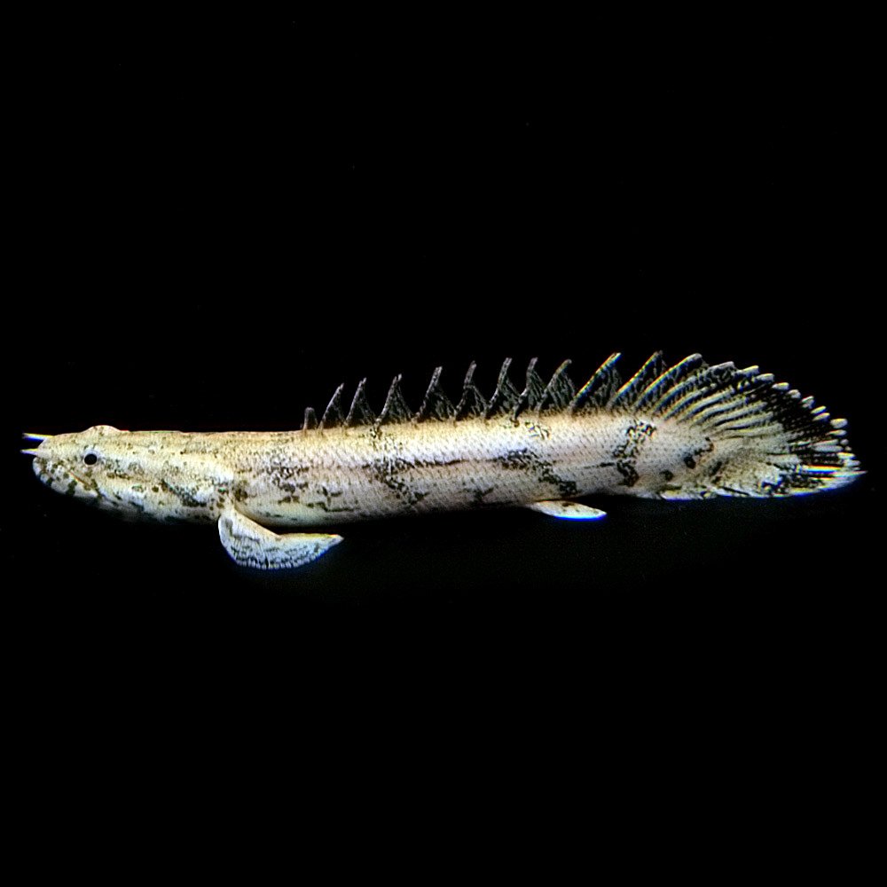 Amazon | (熱帯魚)ポリプテルス エンドリケリー （約6cm)(1匹 