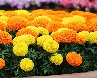 Premium Marigold Mix Seeds (1000 Count)