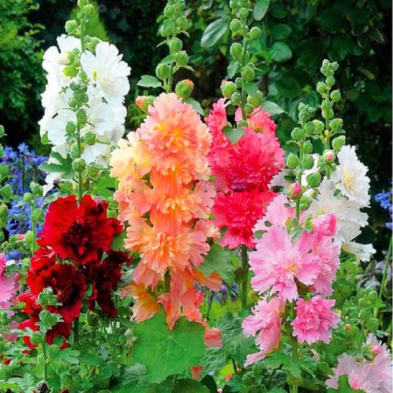 Miniatura 6 de Semillas Hollyhock Double Majorette Mix - Flores perennes para plantar - Sin OMG