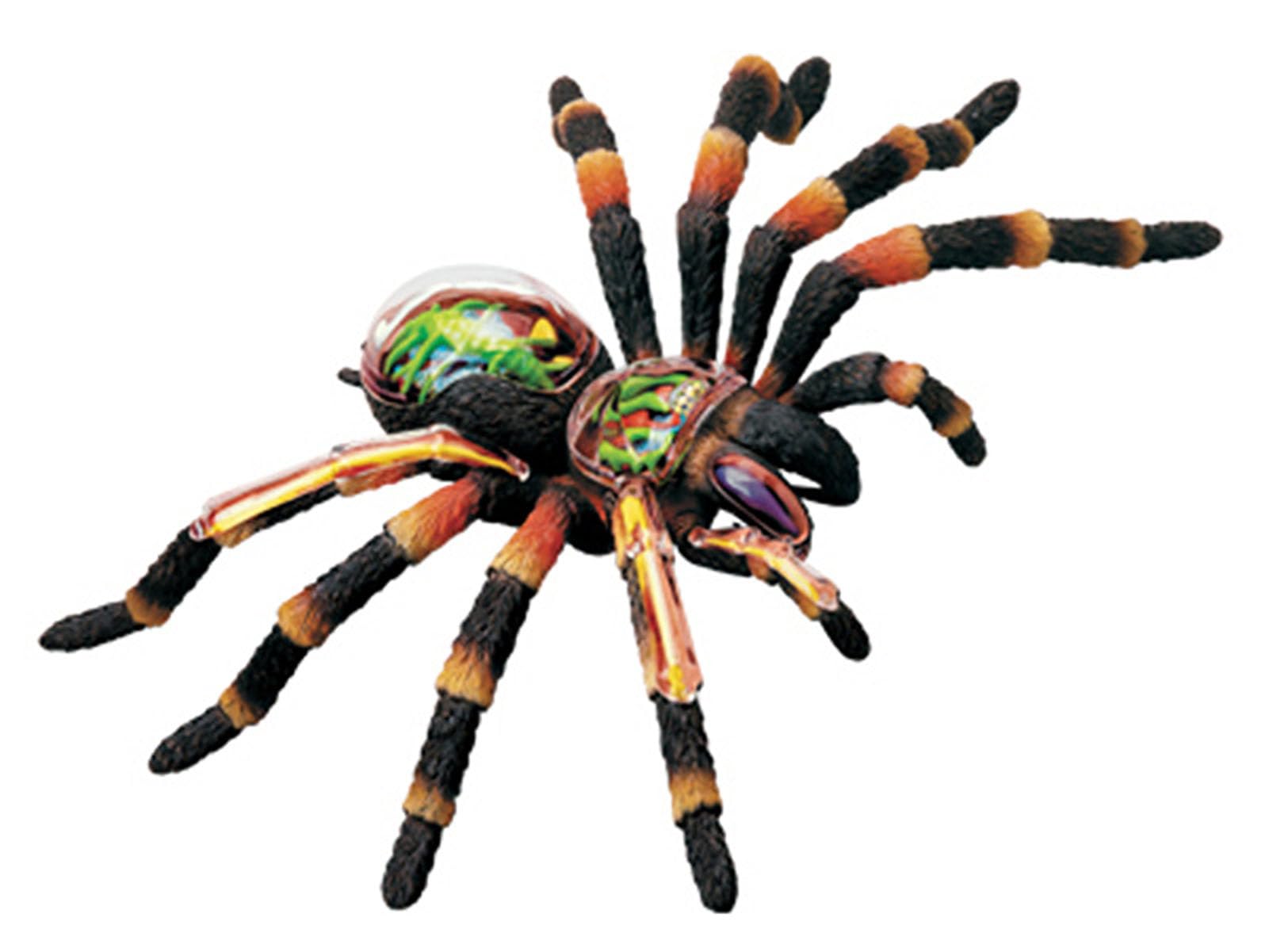 KDOFIO 4D Vision Spider Anatomy Models - Removable 33 Parts Organs and Body Parts Medical Teaching Model - for Study Diaplay Teaching,Animal Anatomical Model