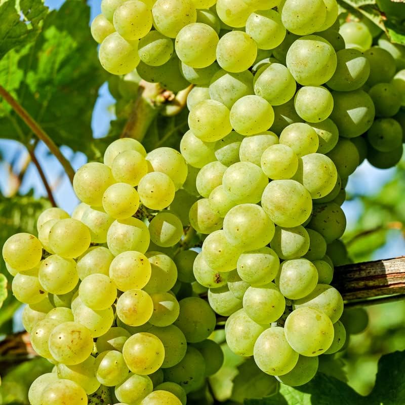 Green Grape Vine Plant1-2 Years Olds, Grape Plant Live for Planting, Sweet Grape Fruits Tree Live Plant, Large Bareroot