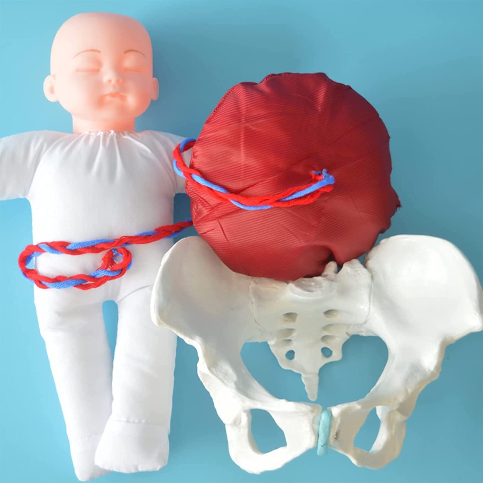 Buy Female Pelvis Childbirth Model Childbirth Human Body Simulation 