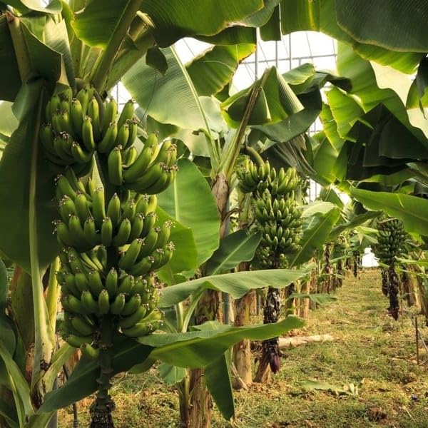 ARIYA G9 Sweet Banana Kela Fal Ka Podha Plant Green - Fruit Plants & Tree Outdoor Plant Pack Off 1 (B0CYLP99BX) Amazon Price History, Amazon Price Tracker