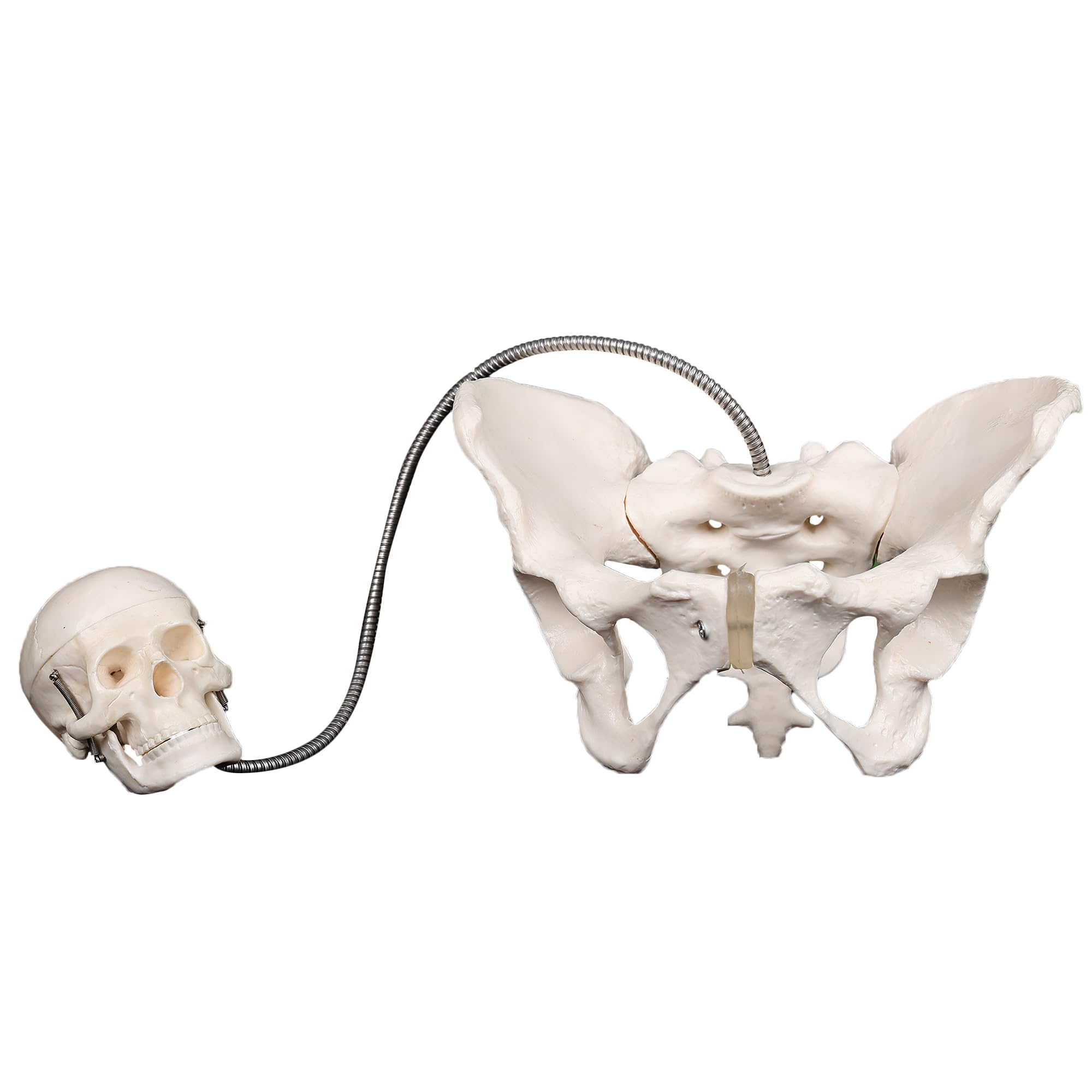 See full amazon price history chart for Kay Kay Industries Birth Demonstration Model, Set Includes Female Pelvis and fetal skull Kay Kay Industries Birth Demonstration Model, Set Includes Female Pelvis and fetal skull (B08K4QCCN7) Amazon Price History, Amazon Price Tracker