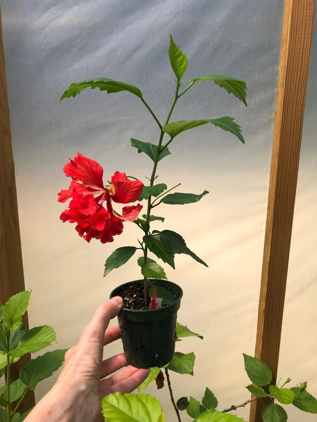 Ibisco della Cina "Hibiscus rosa-sinensis", Pianta in vaso ø 9 cm, COLORI CASUALI, Piante vere da esterno, Vivaio di Castelletto