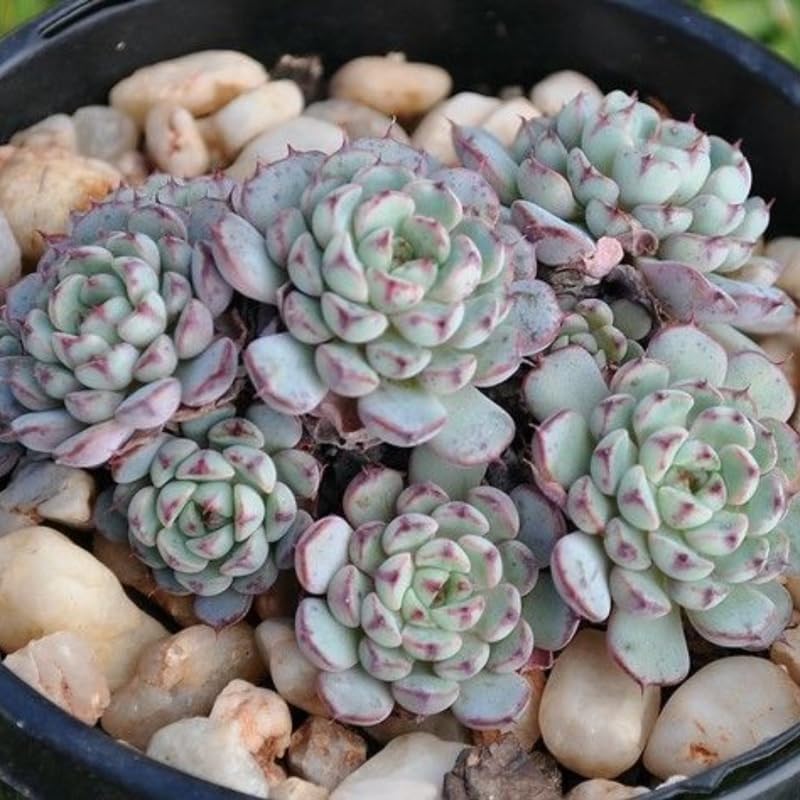 Miniatura 6 de Echeveria Suculents Plantas vivas para cultivar, suculentas de Echeveria vivas, plantas de Echeveria vivas, suculentas de Echeveria viva, Echeveria