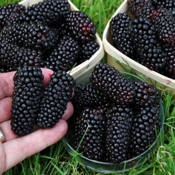 See full amazon price history chart for M-Technologies Rare Blackberry " Black Butte " Exotic 50 Fruit Seeds for Growing M-Technologies Rare Blackberry " Black Butte " Exotic 50 Fruit Seeds for Growing (B0BS3L64RR) Amazon Price History, Amazon Price Tracker