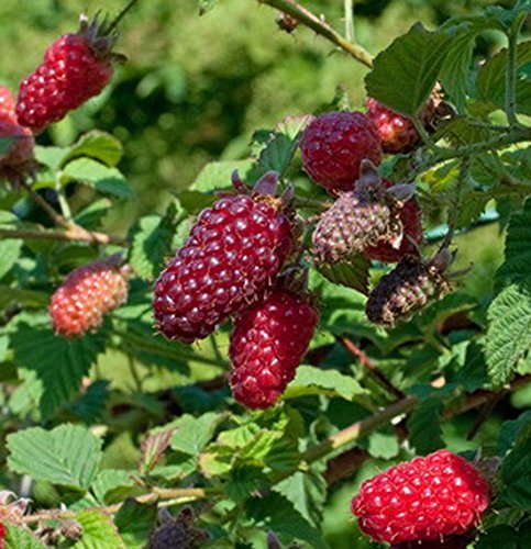 gardenexpert Tayberry "Medana" Plant