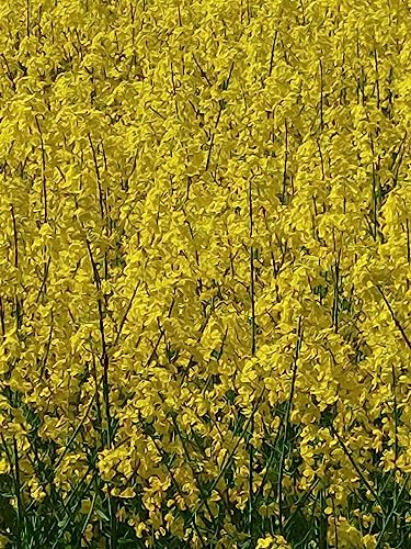 Foto von Scheidler horse-direkt Rapsöl 100% kaltgepresst, 5 Liter Kanister, reines Rapsöl, Pflanzenöl