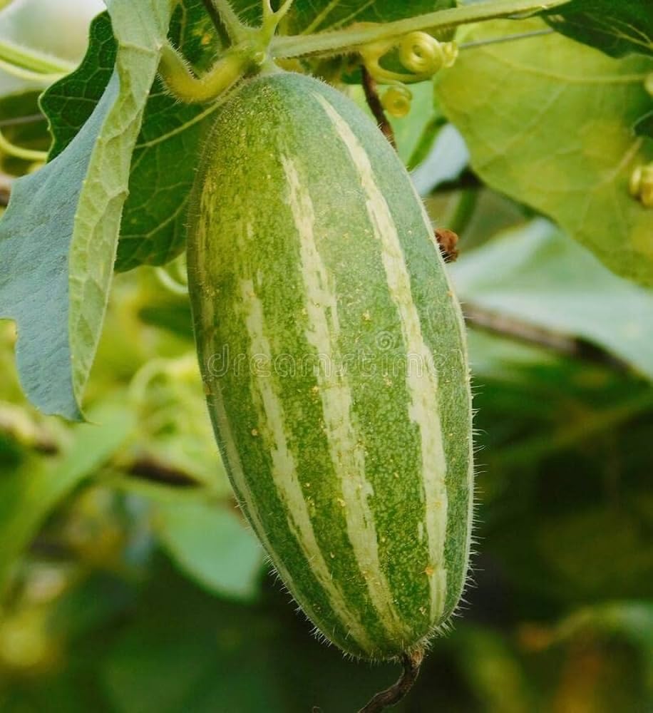 Parwal seeds desi || Seeds for desi potol (20 seeds) (B0CSBHTGT9) Amazon Price History, Amazon Price Tracker