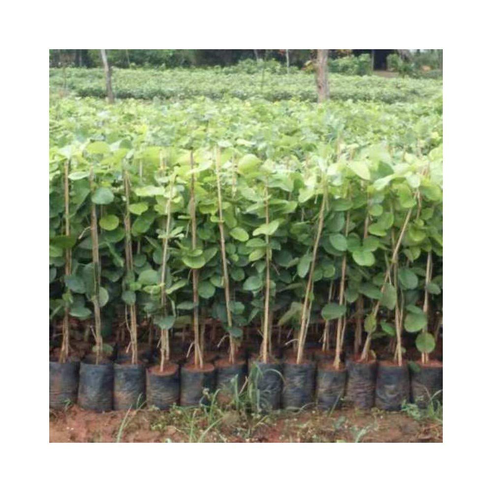 ROYAL LAND Rare Pterocarpus santalinus Red Sandal Wood Rakt Chandan 2 Healthy Live Plant (B08G1WLHP2) Amazon Price History, Amazon Price Tracker