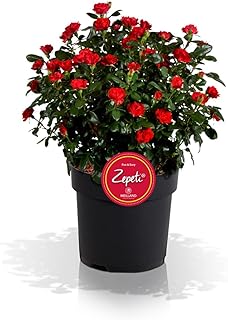 Zepeti - fun & easy Flores sin final, color rojo