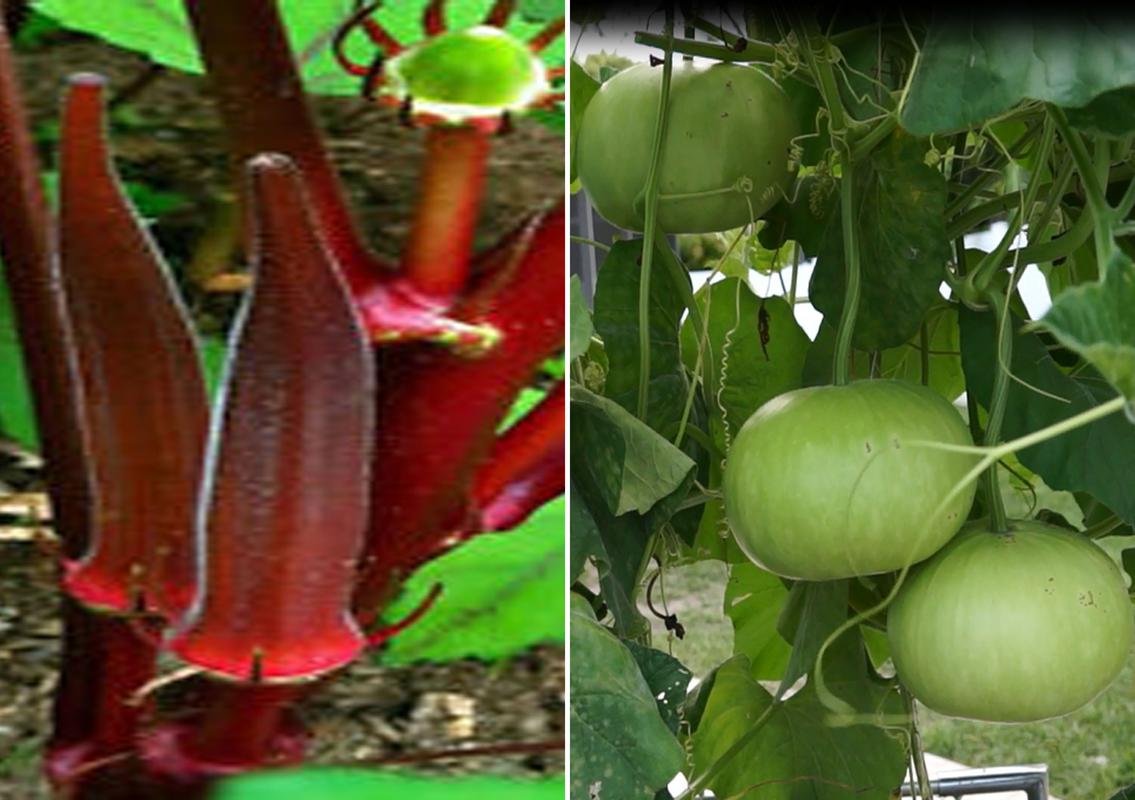 Okra Bhindi Scarlet Red and Round Bottle Gourd Seeds (Pack of 30 Seeds Okra Bhindi Scarlet Red + 30 Round Bottle Gourd) 60++ Seeds-image-28