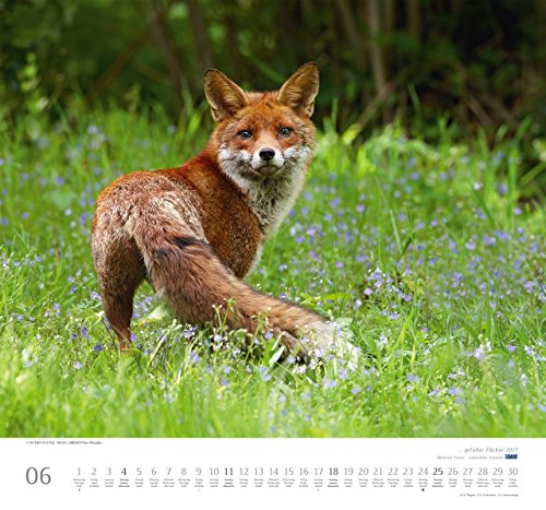 Geliebte Füchse 2017