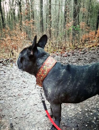 Bequemes Hundehalsband mit weicher Polsterung extra breit 5cm, Zugstopp verstellbar, sicheres Martingale, Stoffhalsband sanft & leicht (bis 38cm Hals- 44cm Kopfumfang inkl 6cm Zugstopp, chrom)