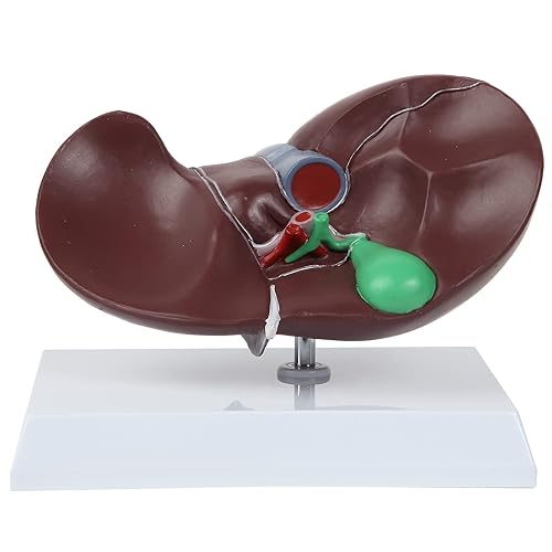 Axis Scientific Life-Size Human Liver Anatomy Model - Human Anatomy System Miniature, Scientific Anatomy Model, mini Figure, Demonstration Skill, Educational Model