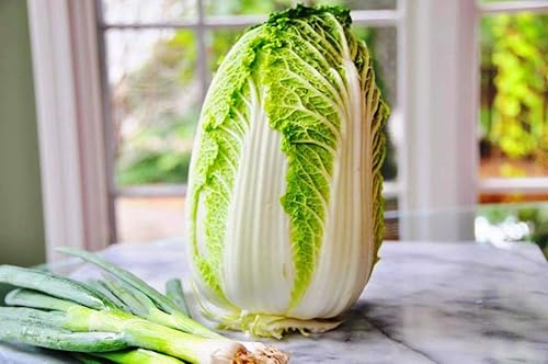 Miniatura 3 de Semillas de col de Pekín para plantar chinos Lechuga Beijing Napa Aproximadamente 100 semillas