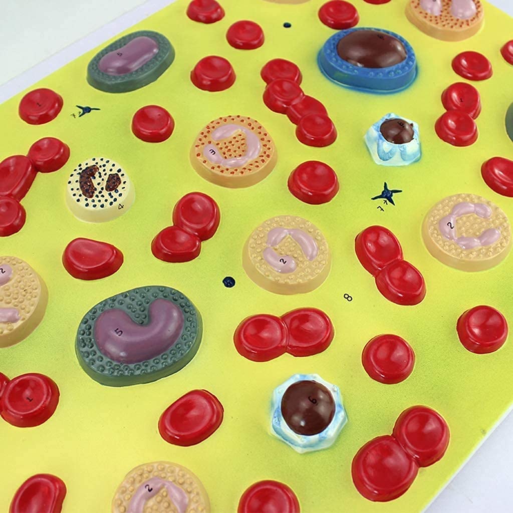 Modelli scientifici Cellule umane Anatomia Umana Zoom 2000X Ematologia Medicina Interna Modello fisiopatologia Modello Scheletro in Materiale PVC