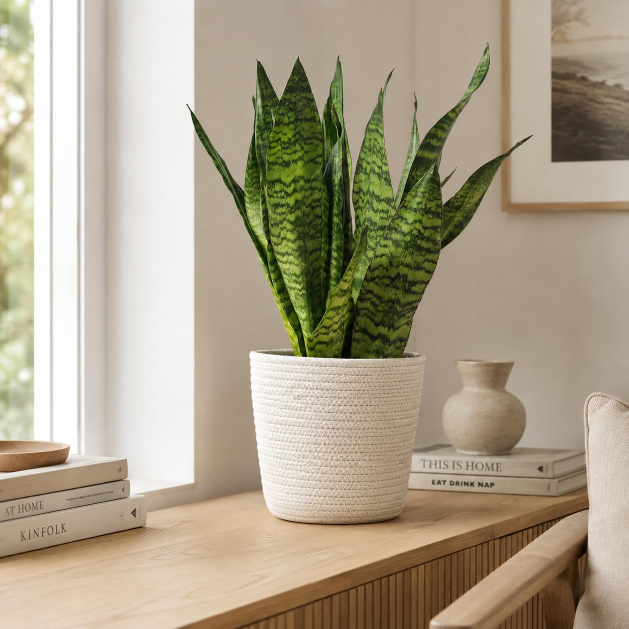Sansevieria zeylanica Chancelière Hauteur env. 65 cm Diamètre du pot 17 cm