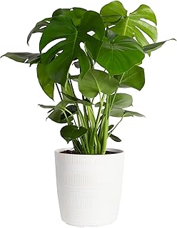 Costa Farms Swiss Cheese Plant, Monstera deliciosa, Indoor Plant in White Decor Planter 2 to 3-Feet Tall, White Decor Planter