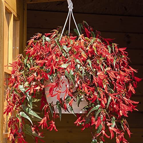 Do Begonias Need Full Sun? (Prefer Partial Shade) Conserve Energy Future